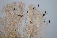 06314 Phalacrocorax carbo (Cormorani)